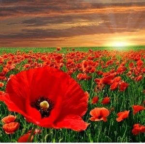 Meet your Posher, Jaroslava